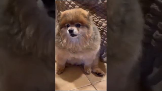 НИКОГДА НЕ ЗАБУДУ