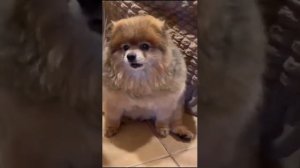 НИКОГДА НЕ ЗАБУДУ