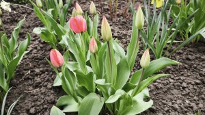 Наша природа прекрасна// От чего я отказалась//