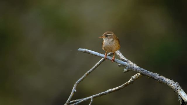 Звуковая терапия: пение птиц для снижения стресса и глубокого сна