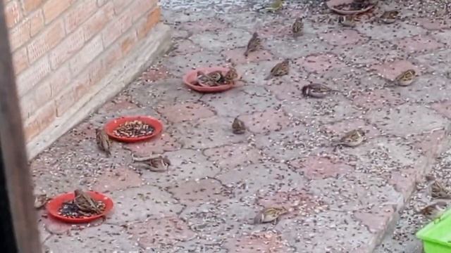 субботний вольный ДИКИЙ ЗООПАРК