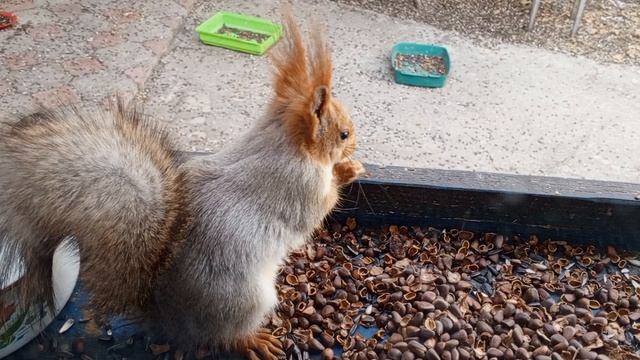 вольные белочки