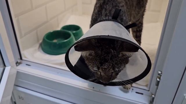 Испуганный взгляд и страшная боль. Но сотни сердец бьются как одно... | Бром