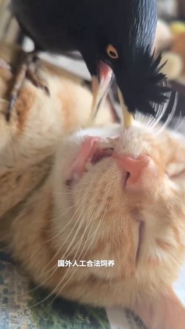 чуть не забрал 🤣🤣
подписывайтесь на перчик🌶🌶 тут всё для хорошего настроения☺☺☺#перчик #приколы #юмо