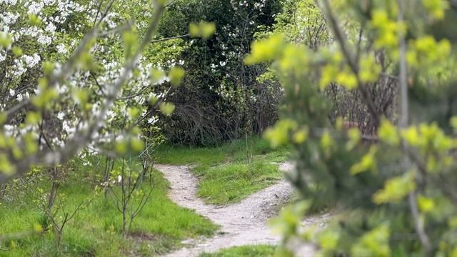 Прогулка с собакой