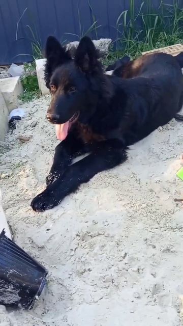 немецкая овчарка Гром 6 месяцев