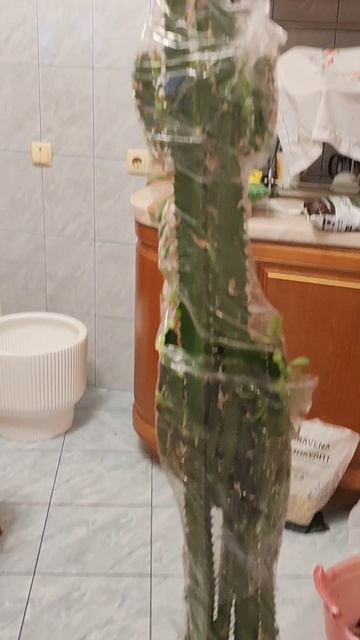 Эуфорбия Тригона (Euphorbia Trigona). Пересаживаем кактус. Краснодар. 07-08.04.2026.