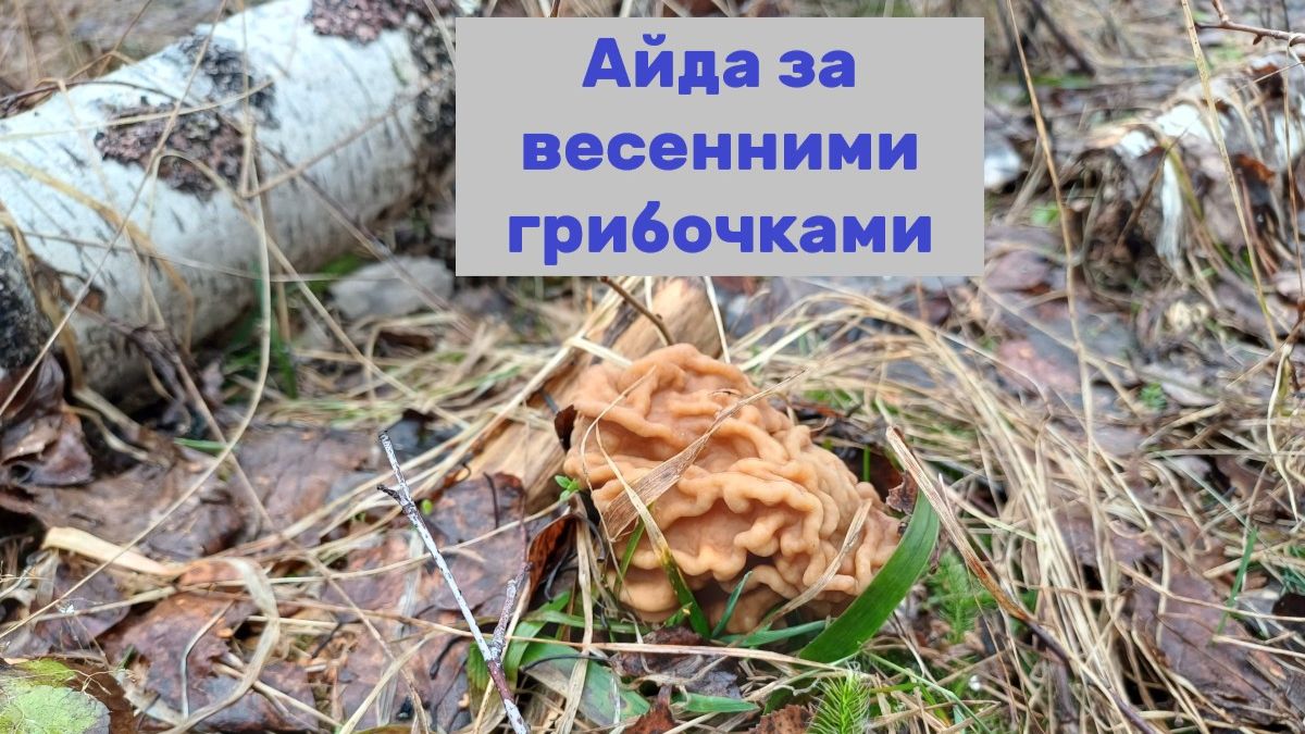 В охотку захотелось жареных грибов