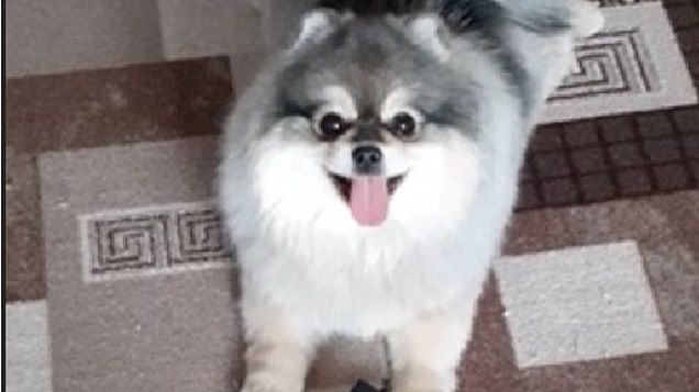 Тайное хобби собачки Гайки: охота на носки. Гайка и её коллекция носков: кто следующий?