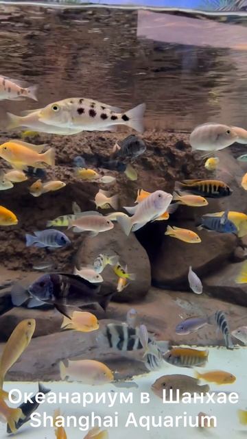 Океанариум в Шанхае