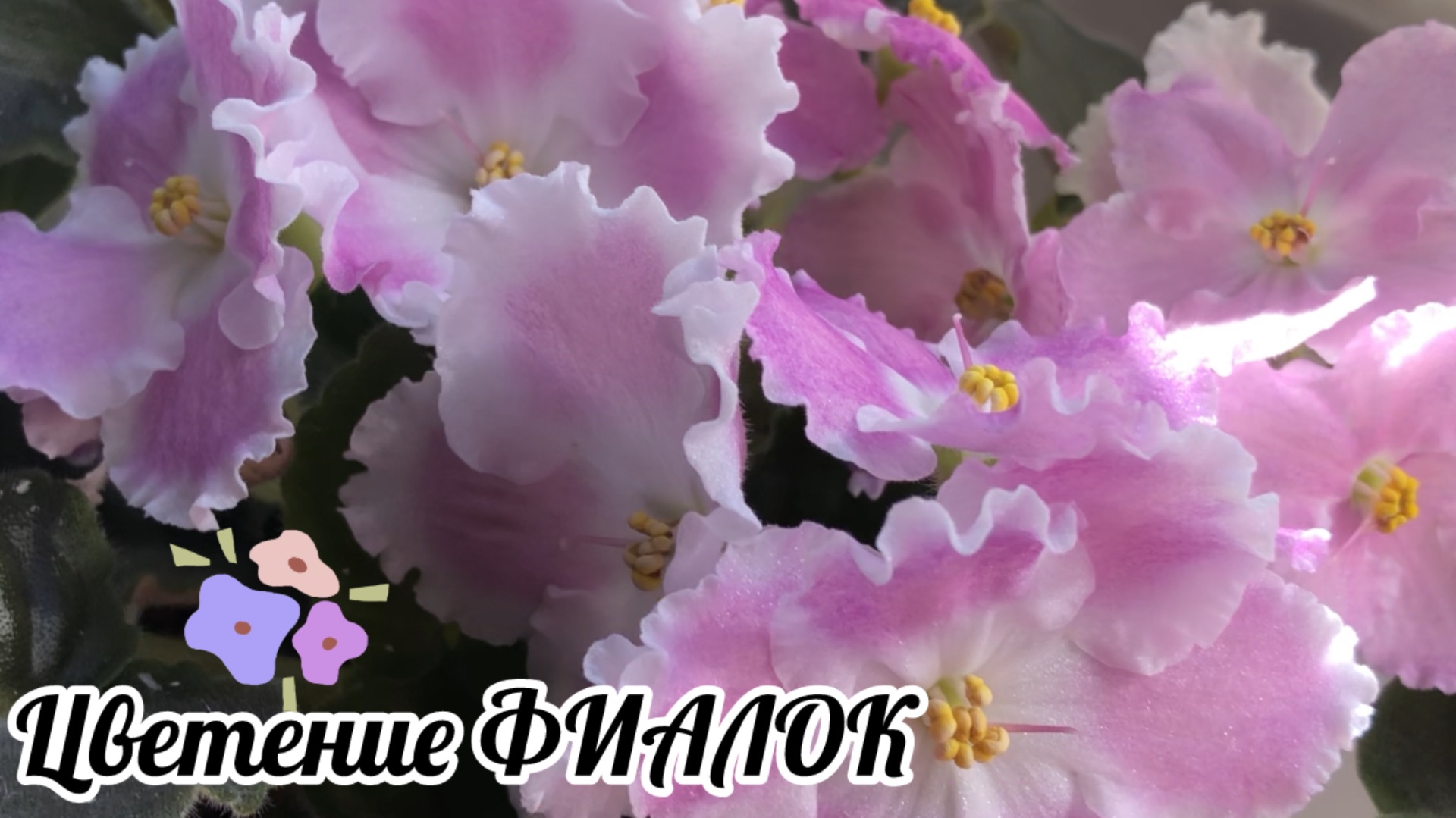 Цветение Фиалок