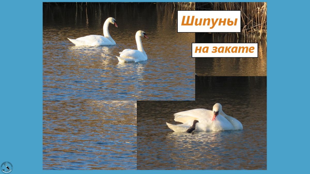 Пара лебедей на закате, отдыхают после дальней дороги