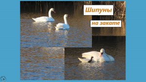 Пара лебедей на закате, отдыхают после дальней дороги