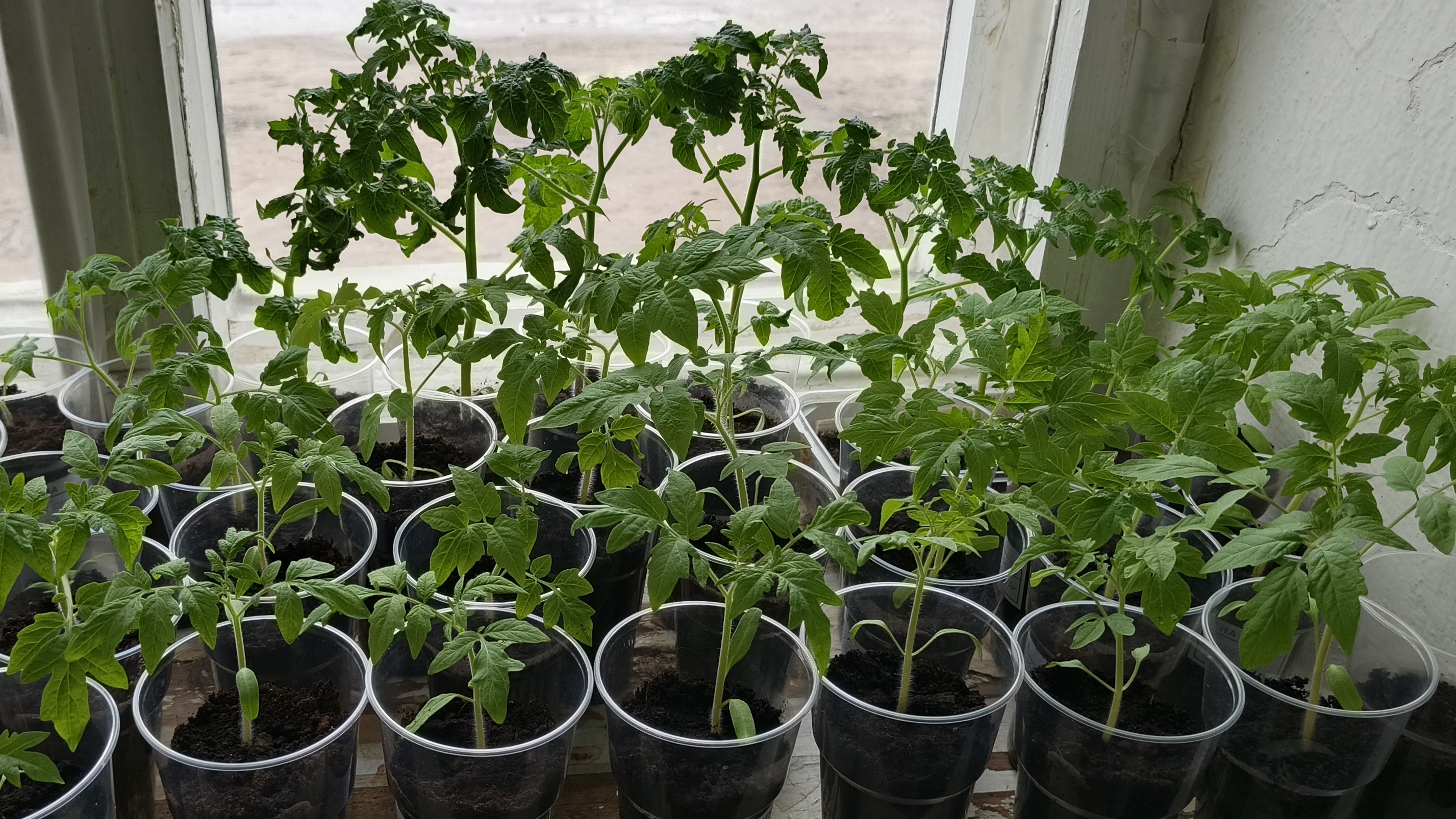 Крепкая рассада томатов у любимой мамули