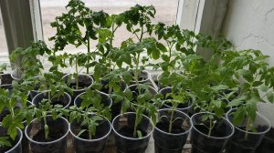 Крепкая рассада томатов у любимой мамули