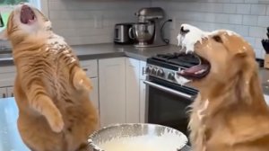 БОЛЬШАЯ ПОДБОРКА НЕЙРОСЕТЬ ВИДЕО. ЧАСТЬ 7.