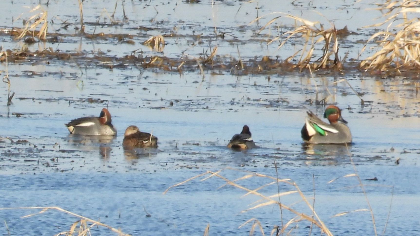 Чирок Свистунок, бёрдвотчинг, наблюдение птиц в Новгородской области, Шолохово, 18 апреля 2026