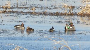 Чирок Свистунок, бёрдвотчинг, наблюдение птиц в Новгородской области, Шолохово, 18 апреля 2026