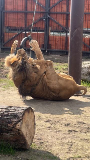 Секрет начеса Шерхана