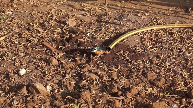 2018 08 10 КЕНИЯ КЛИП