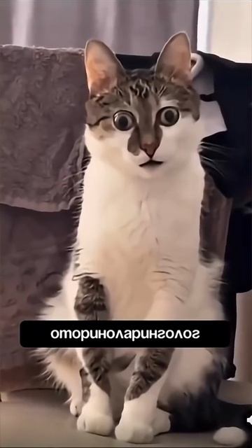 Кошки‑врачи: как пушистые доктора расслабляются после смены! 😸🩺