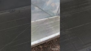 Простой способ черенкования хвойных растений 👍