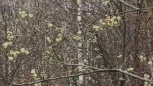 Красивая ива!!!