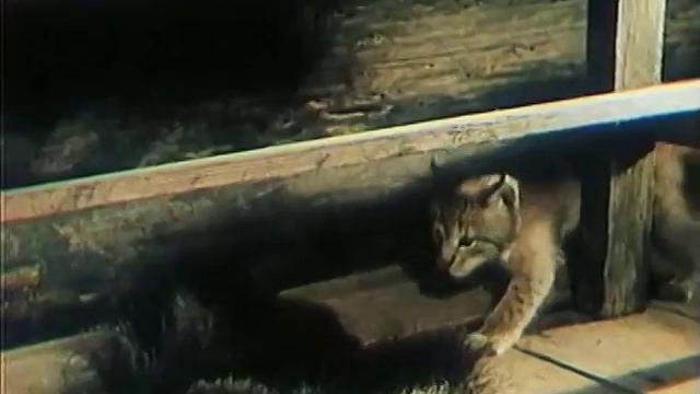 Фильм Тропой бескорыстной любви. Близкий друг Кунак