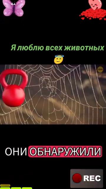 Животные-приколы и не только😉😅
