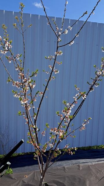 Наш абрикос! Пока маленький, но надеемся, вырастет!