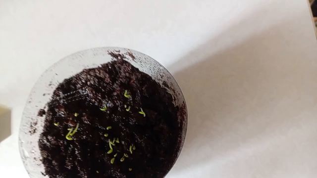 Часть 2 Питахайя - как это все быстро