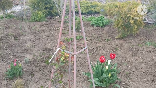 Парад тюльпанов сезона 2026.