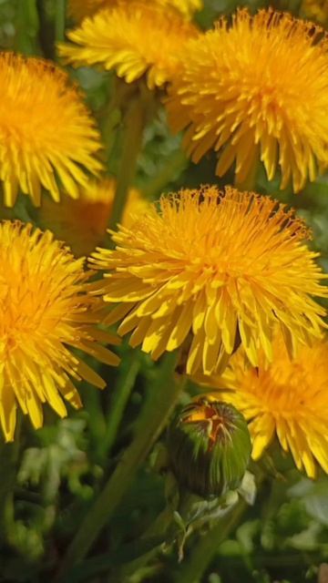 Ода Одуванчику. Наталья Полищук  #вселеннаяя #стихи #любовь #творение #одуванчик