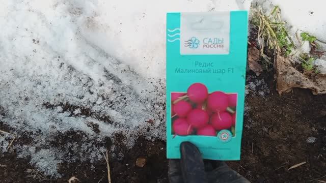Посеяла РЕДИСКУ Малиновый шар 🌱