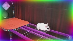 Хомяк против кальмара! Игровой вызов. часть 2