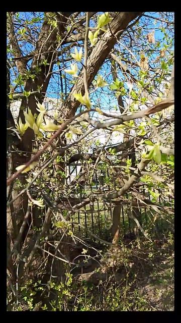 Весна наступает