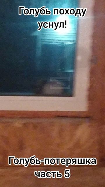 Голубь-потеряшка часть 4(ошибочка небольшая в надписи)