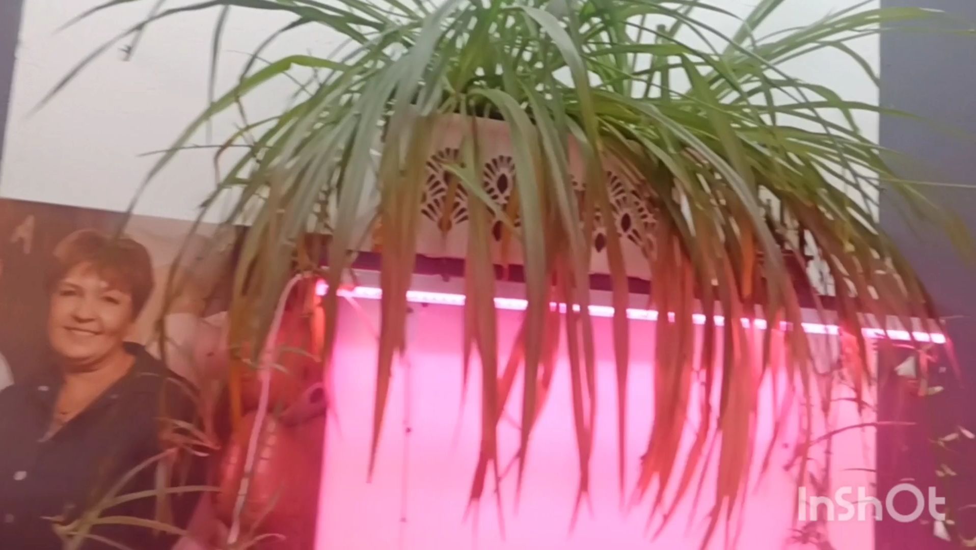 17.04.26.сменила шторы, посеяла капусту.