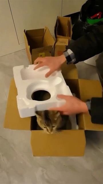 эти забавные животные