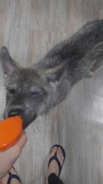 Собаки боятся воды... Не, неслышали такого🤣 #собаки #волк #животные #щенки #новоевидео #интересное