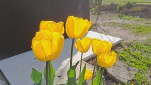 обработка сада по розовому конусу.Рассада..иии апрельская красота!!!