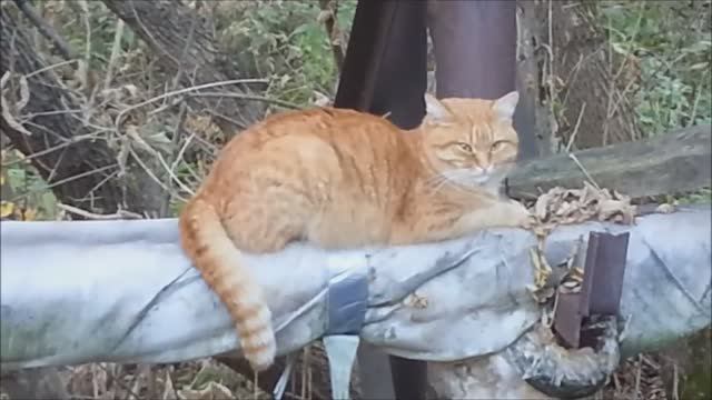 Кот на трубе