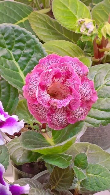 цветущие глоксинии из семян 🌱🌱🌱красота ❤❤❤❤