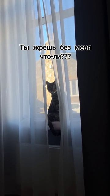 эти забавные животные