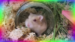 Приключение отважного хомячка, побег из лабиринта! часть 4