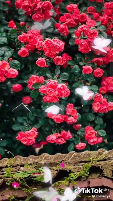 E48d87fdcd5fe8448040df81a104994b_1776372794913.mp4