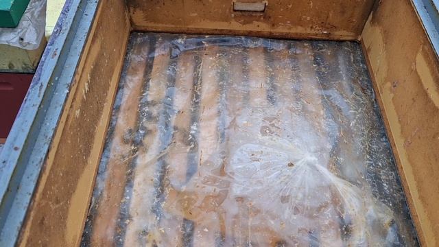 Работа с пчелой: раздаём сыту, расширяем семьи, на большие семьи ставим магазины под ивовый мёд.