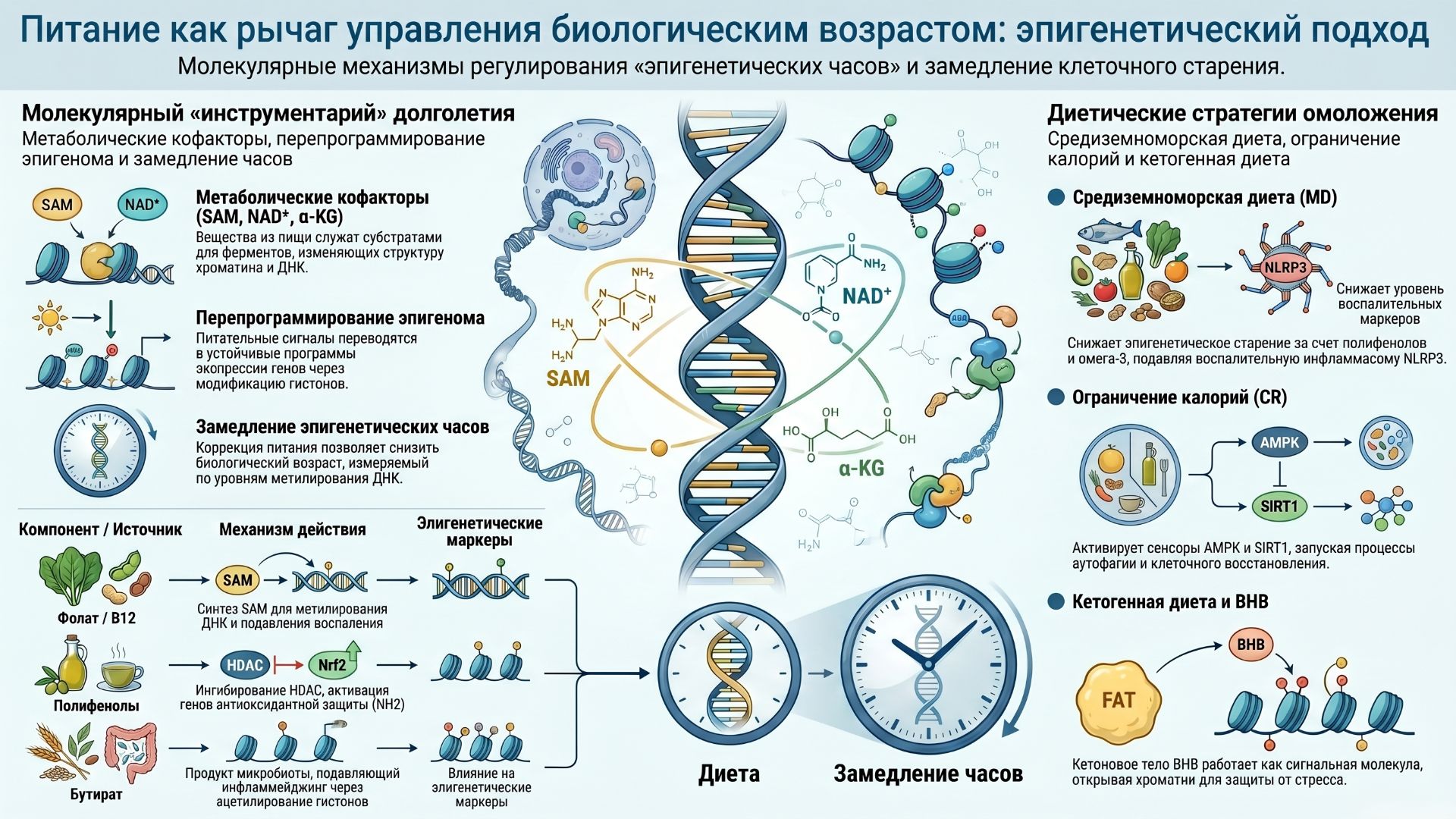 Как еда перепрограммирует наши гены: диетические вмешательства для здорового старения