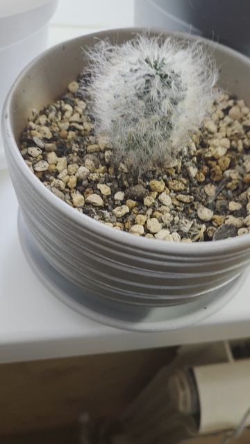 Вопрос по Маммилярии.