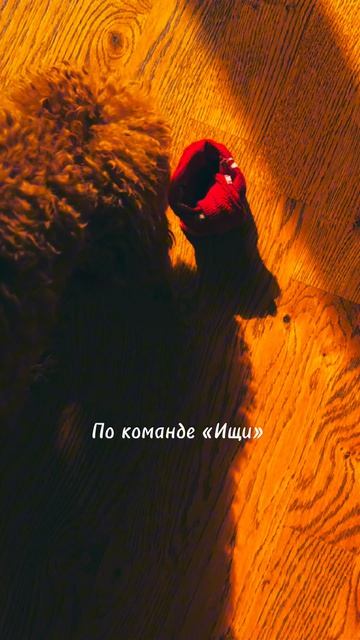 Нюхательная игра в носке